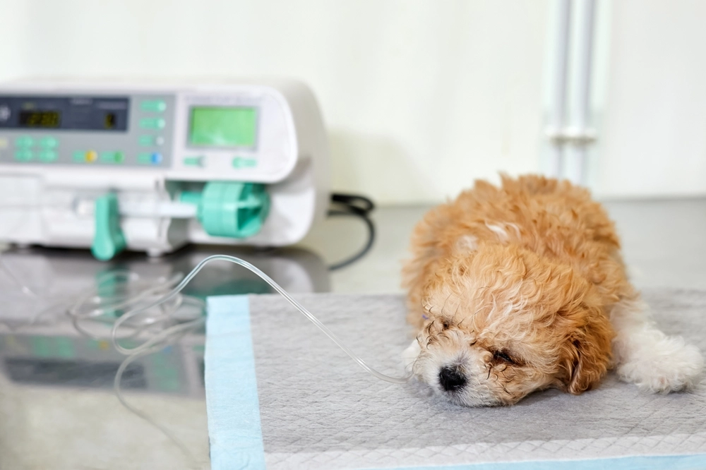 Pass gut auf deinen Hund auf! Diese Lebensmittel können für Hunde gefährlich oder sogar tödlich sein