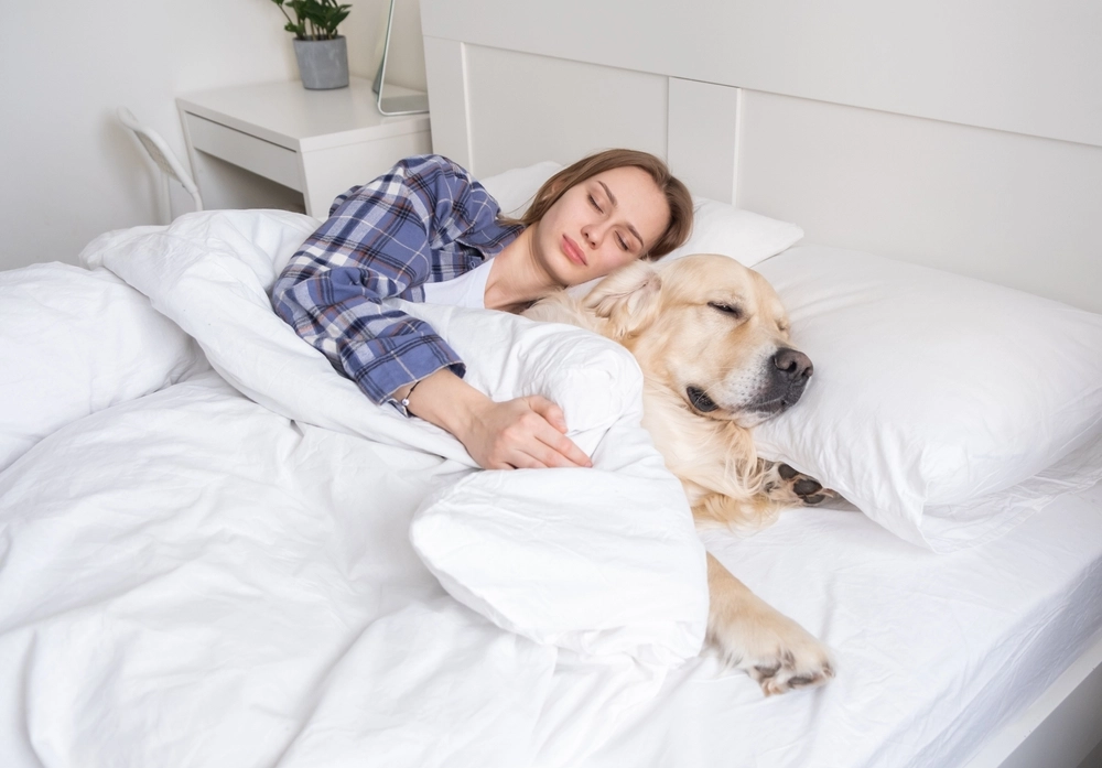 Hier sind 14 faule Hunde: Perfekt für alle, die es sich zu Hause gemütlich machen möchten