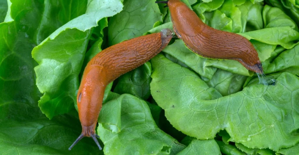 Schluss mit Nacktschnecken – mit einem einfachen Trick im Frühling