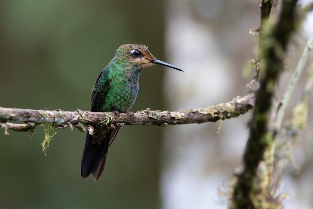 Kolibris verblüffen Wissenschaftler mit unerwartetem Verhalten