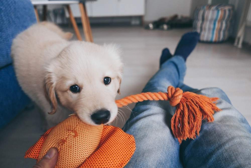 Träumen Sie von einem Hund in der Stadt? Lernen Sie die 12 besten Hunderassen für das Leben in der Wohnung kennen