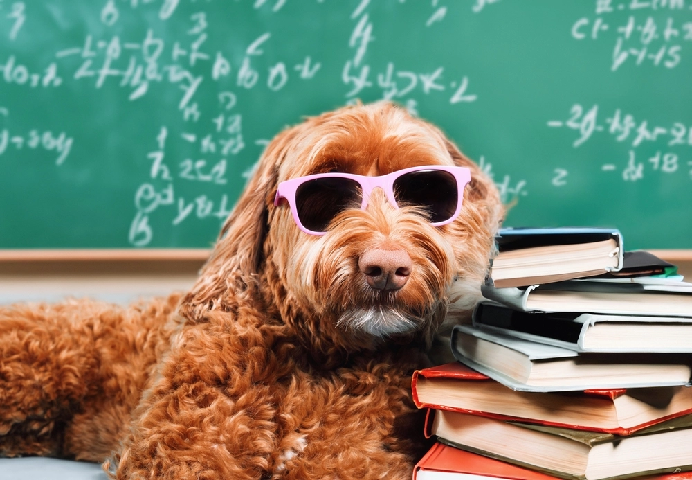 Bist du ein echter Hundeexperte? Teste dein Wissen mit diesem Hundequiz!