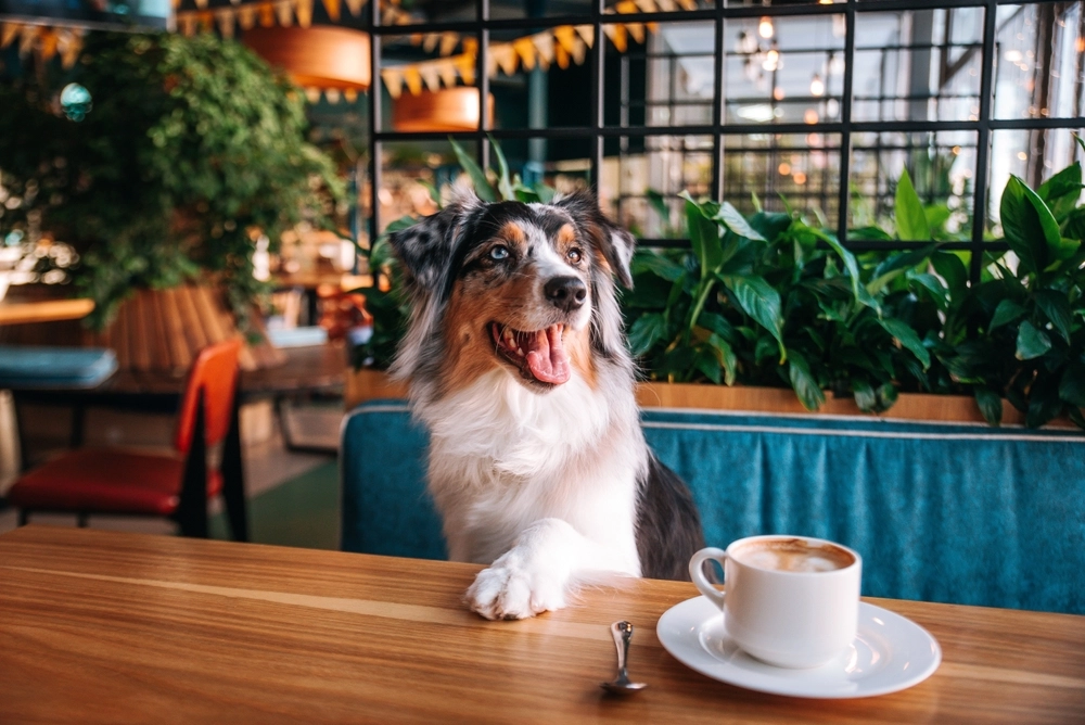 Blinken für die Bindung: Wie Hunde mit den Augen kommunizieren