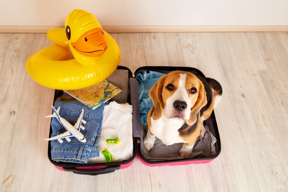 Urlaub mit Hund: 11 Reiseideen für die ganze Familie