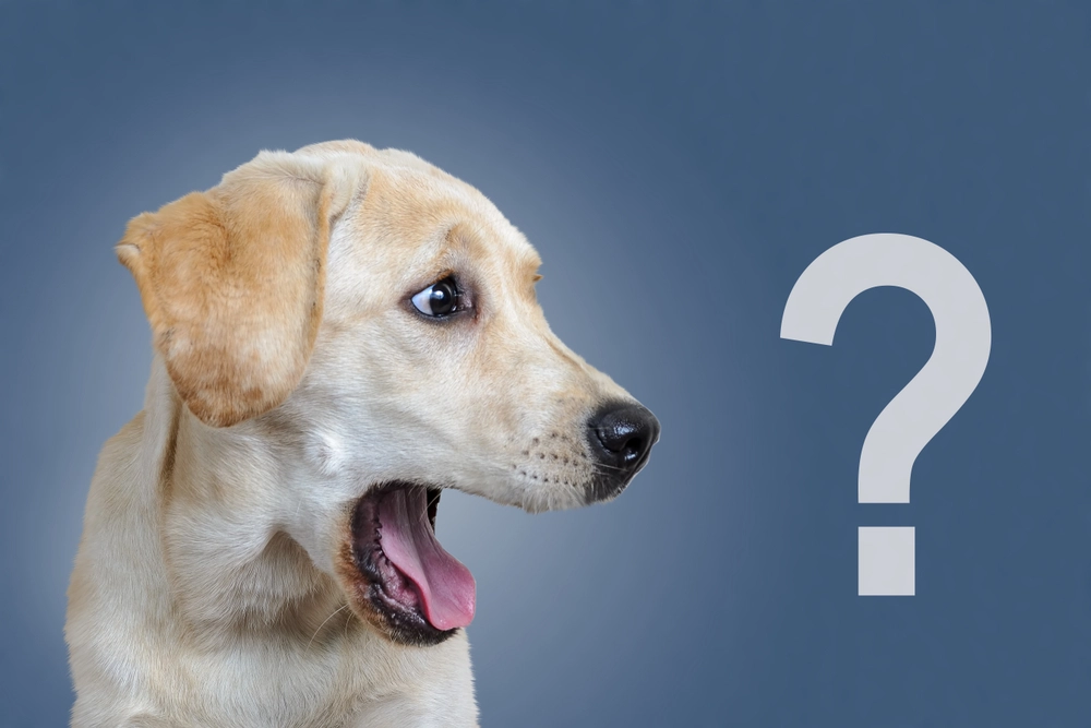 Kennst du alle Zeichen deines Hundes? Hier ist die Bedeutung von 14 verschiedenen Zeichen, die ein Hund im Laufe des Tages gibt.