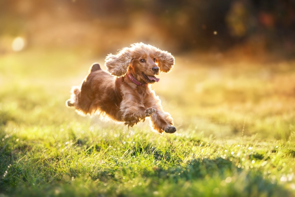 Haben Hunde eine Lieblingsfarbe? Die Wissenschaft sagt Ja