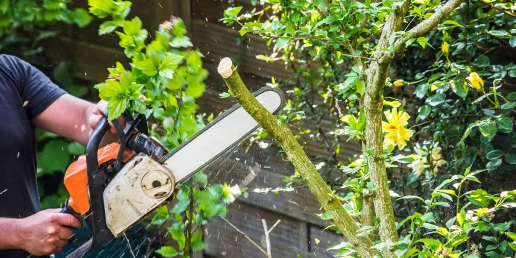Vermeiden Sie das Beschneiden dieser 8 Baumarten – insbesondere Typ 5 kann schweren Schaden nehmen