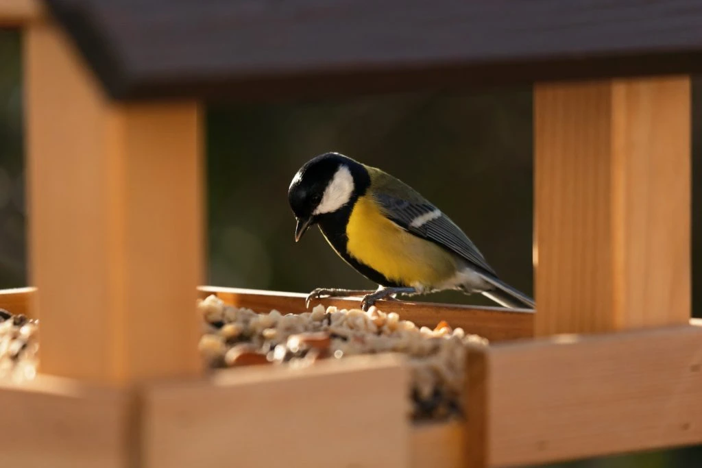 Zuckermais statt Vogelfutter: Wie Küchenreste Leben retten können