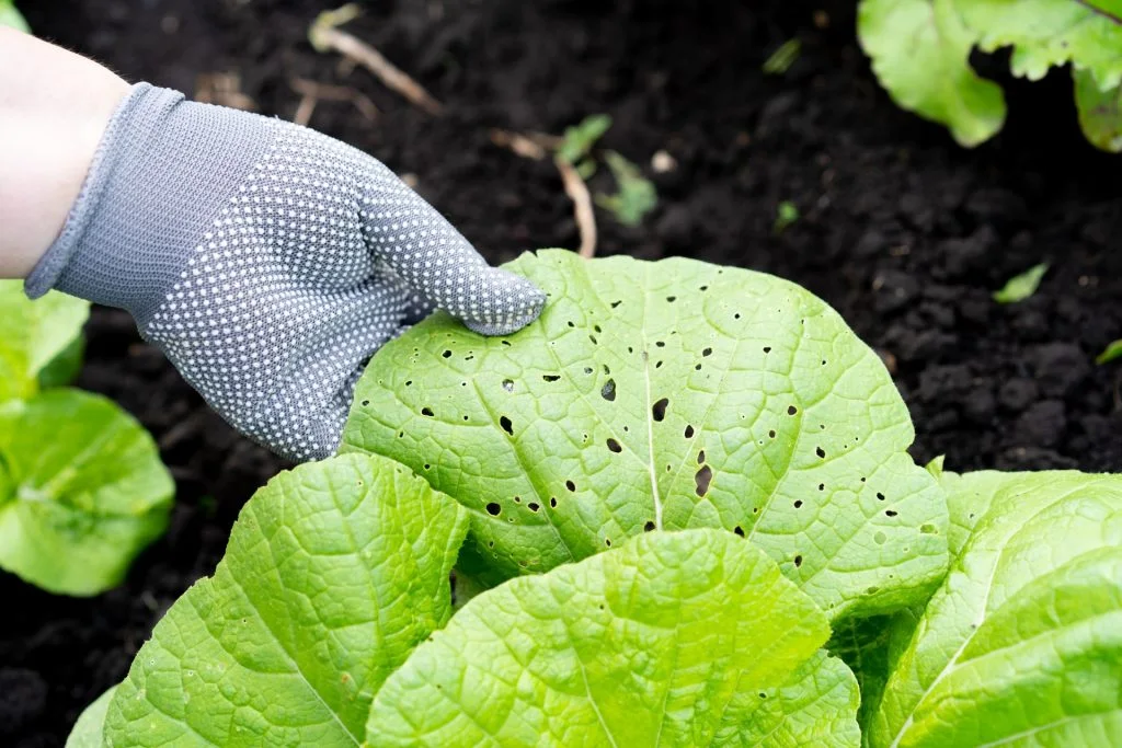 Mit diesen drei Pflanzen halten Sie Raupen aus dem Garten fern