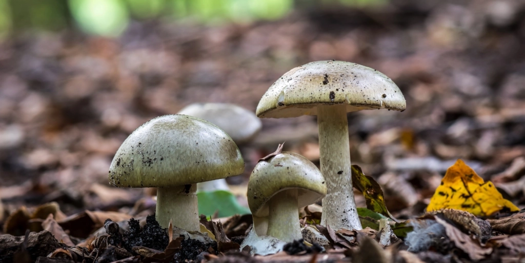 Nie wieder matschige Champignons: Mit diesem einfachen Trick bleiben sie eine Woche frisch