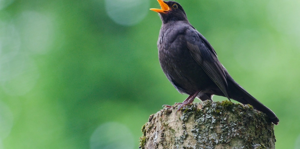 Haben Sie Amseln im Garten? Dann sollten Sie sofort handeln