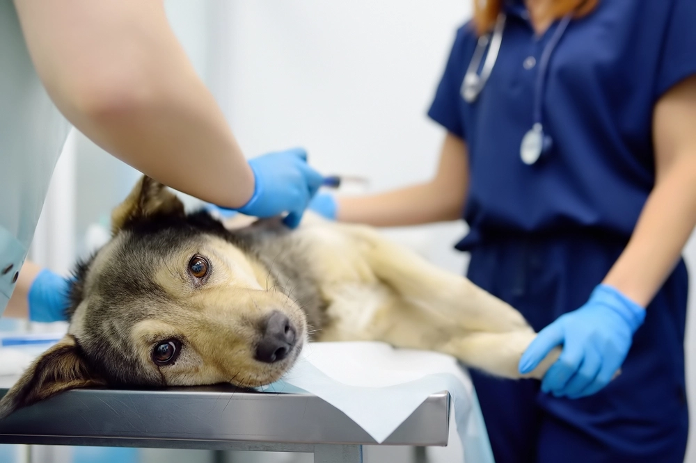 Kranke Hunde: Diese 10 Hunderassen haben die häufigsten Gesundheitsprobleme