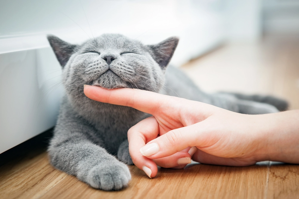 So verlängern Sie das Leben Ihrer Katze: Tierarzt enthüllt fünf wichtige Regeln