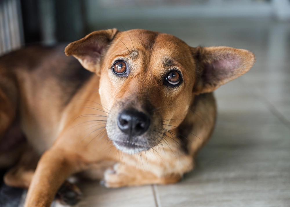 Lebensgefahr für Hunde: So handeln Sie richtig bei verschluckten Gegenständen