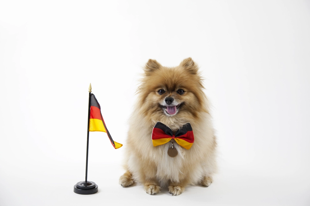 Unser Beitrag zur Hundewelt: 18 deutsche Hunderassen, die weltweit bekannt sind.