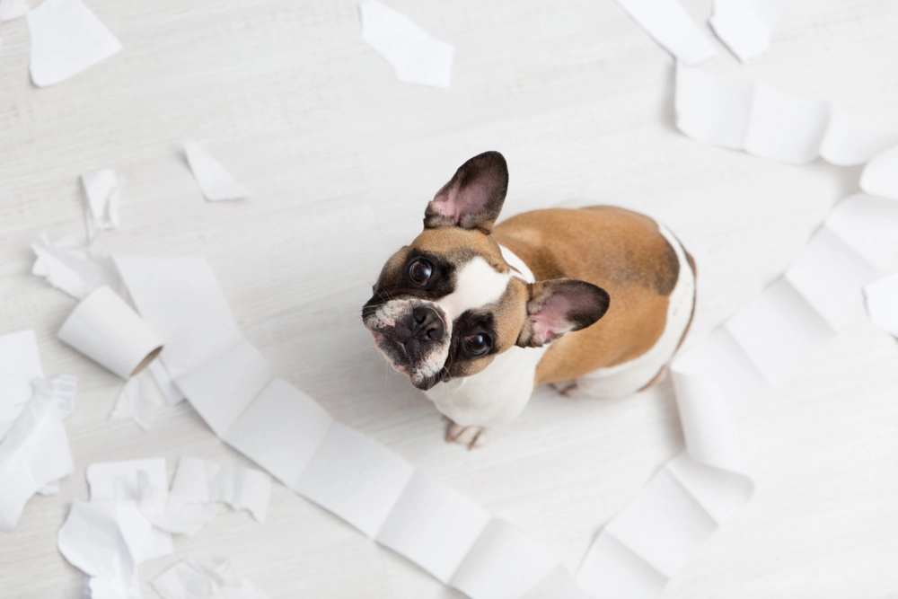 Der perfekte Hund für Zuhause: Hier sind die 15 Hunde mit dem besten Benehmen